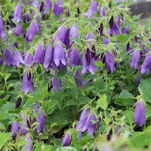 Campanula punctata 'Sarastro' - Täpitud kellukas 'Sarastro' P9/0,55L